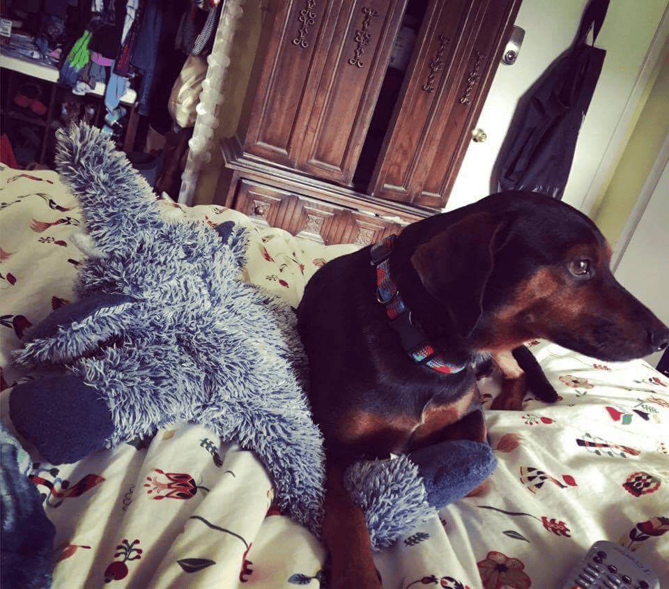 it’s a (wonderful) dog’s&nbsp;life