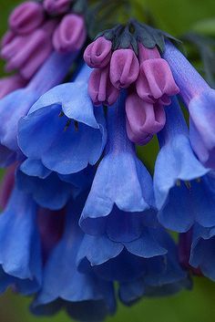 for my virginia&nbsp;bluebell.