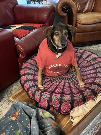 happy 11th birthday henry&nbsp;petunia!