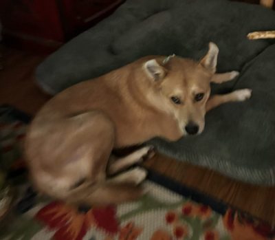 blogtober post 5 – our new adorable family&nbsp;member.