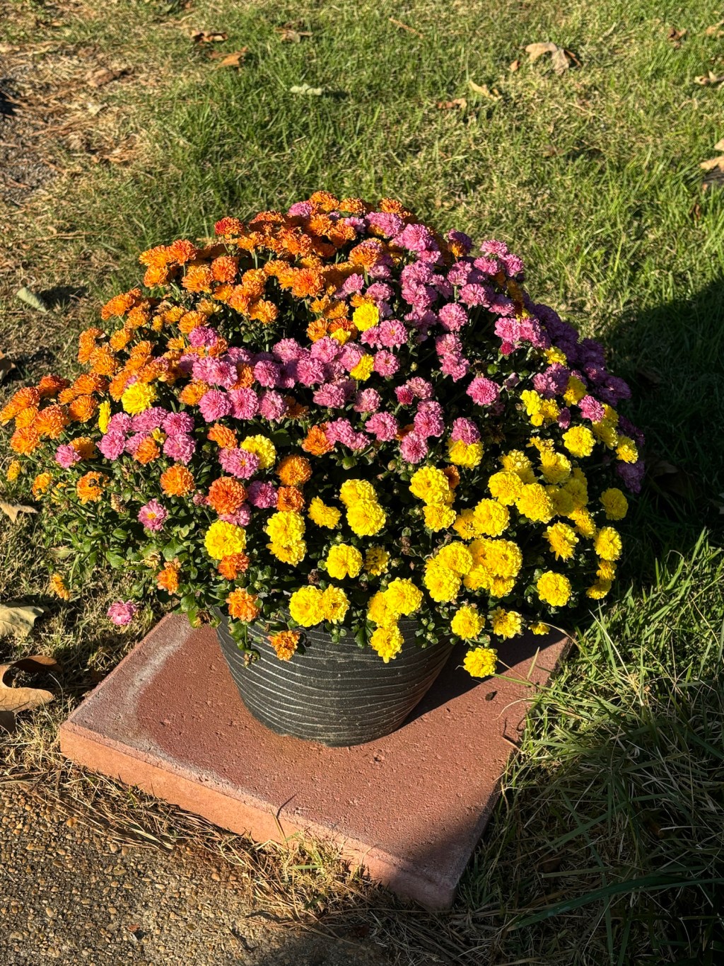 blogtober post 7 – fall&nbsp;flowers.