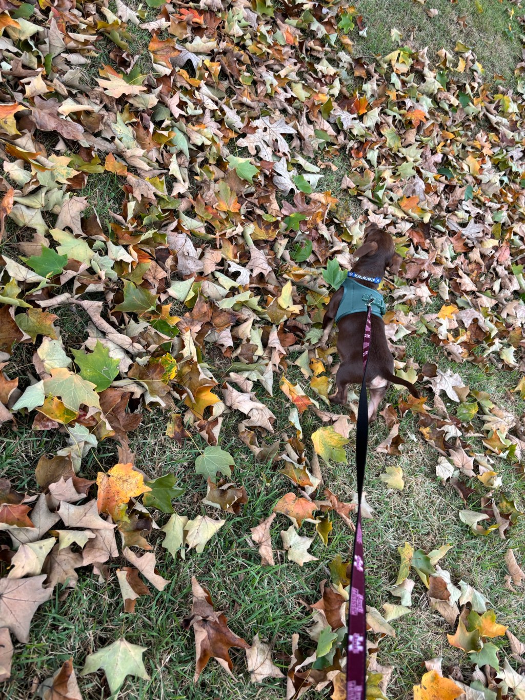 day 4 of thanksgiving – joys this&nbsp;week.
