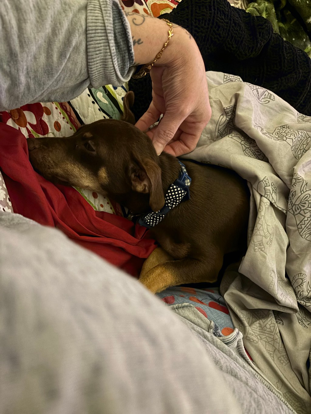 day 6 of thanksgiving – puppy&nbsp;snuggles.